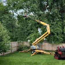 Grass Overseeding in Ponderosa Pine, NM