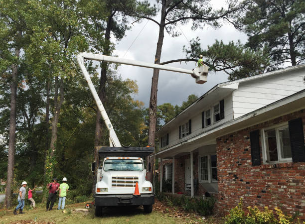 Professional Tree Services in Ponderosa Pine, NM