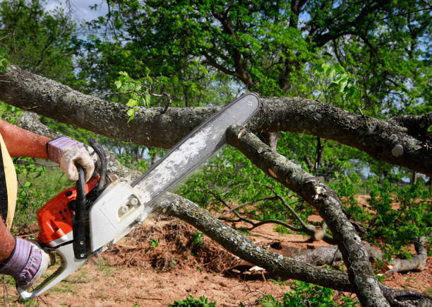 Best Tree Maintenance Programs  in Ponderosa Pine, NM